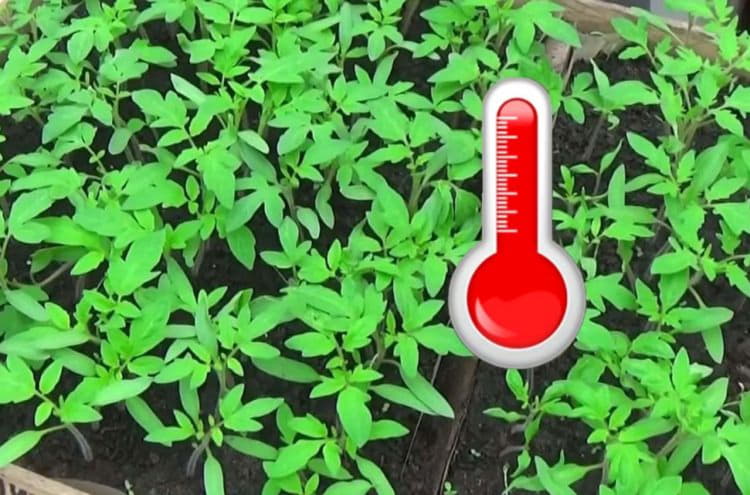 Минимальная температура для рассады томатов: какую выдержит рассада помидоров