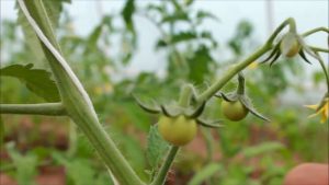 Минимальная температура для рассады томатов: какую выдержит рассада помидоров